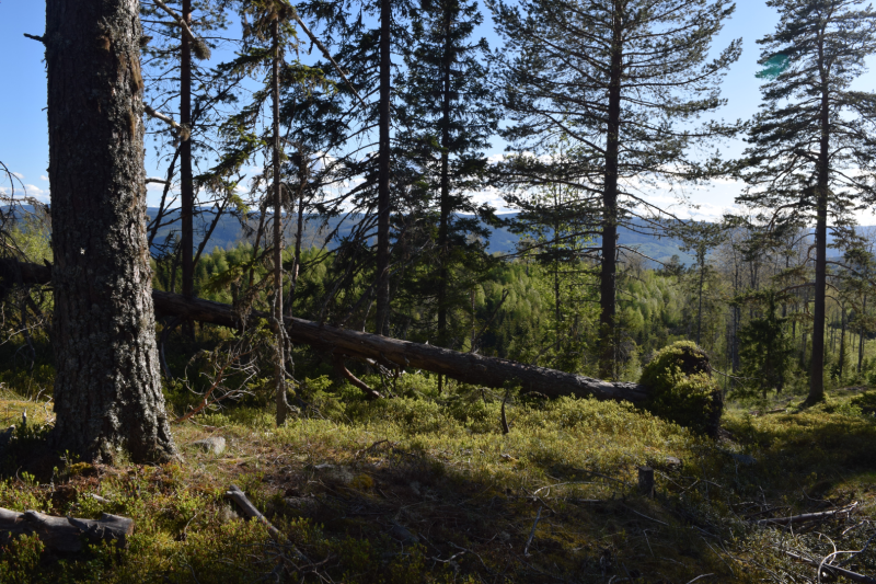 Tur på Østsinni